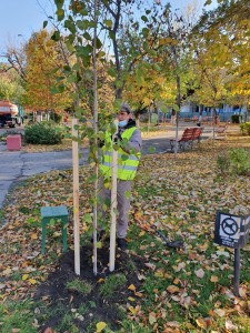 arbori 4